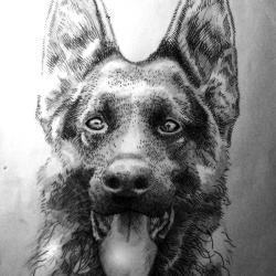 Artwork Berger Allemand 28