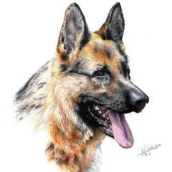 Artwork Berger Allemand 29