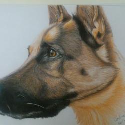 Artwork Berger Allemand 31