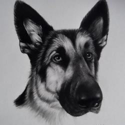 Artwork Berger Allemand 35