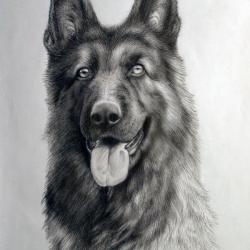 Artwork Berger Allemand 36