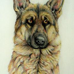 Artwork Berger Allemand 37