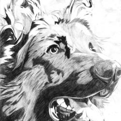 Artwork Berger Allemand 39