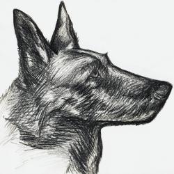 Artwork Berger Allemand 42