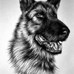 Artwork Berger Allemand 48