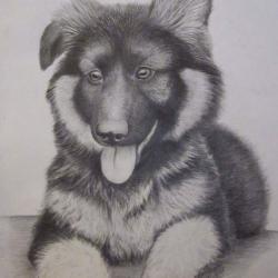 Artwork Berger Allemand 50