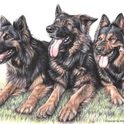 Artwork Berger Allemand 55