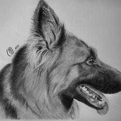 Artwork Berger Allemand 58