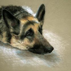 Artwork Berger Allemand 59