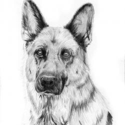 Artwork Berger Allemand 65