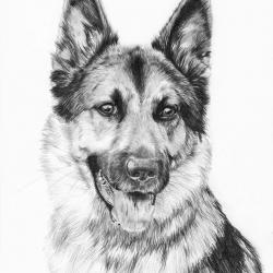 Artwork Berger Allemand 70