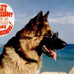 Carte Postale Berger Allemand 10