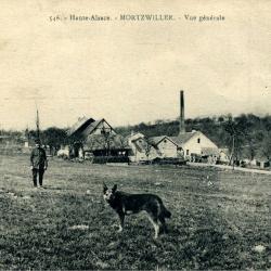 Carte Postale Berger Allemand 17