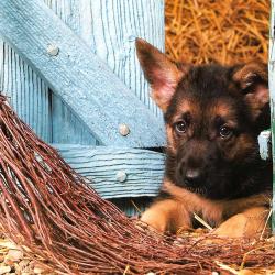 Carte Postale Berger Allemand 18