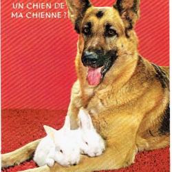 Carte Postale Berger Allemand 19