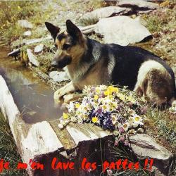 Carte Postale Berger Allemand 1