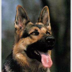 Carte Postale Berger Allemand 20