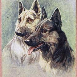 Carte Postale Berger Allemand 21