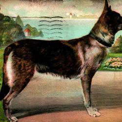 Carte Postale Berger Allemand 22