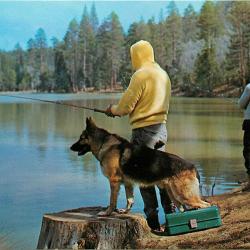 Carte Postale Berger Allemand 26