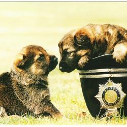 Carte Postale Berger Allemand 27