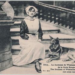 Carte Postale Berger Allemand 2