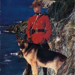 Carte Postale Berger Allemand 31