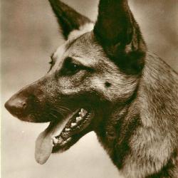 Carte Postale Berger Allemand 32