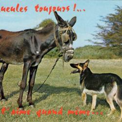 Carte Postale Berger Allemand 38