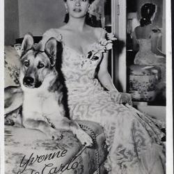 Carte Postale Berger Allemand 43