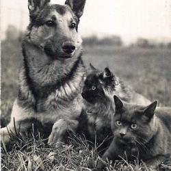 Carte Postale Berger Allemand 44