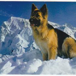 Carte Postale Berger Allemand 48