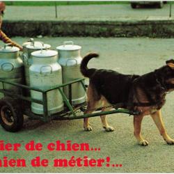 Carte Postale Berger Allemand 49