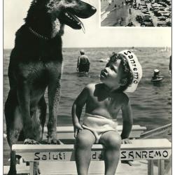 Carte Postale Berger Allemand 4