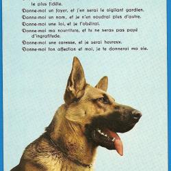 Carte Postale Berger Allemand 52