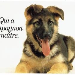 Carte Postale Berger Allemand 53