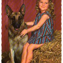 Carte Postale Berger Allemand 54