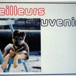 Carte Postale Berger Allemand 55