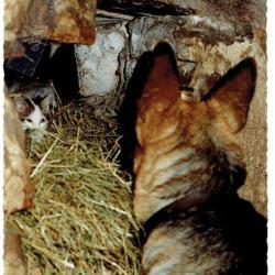 Carte Postale Berger Allemand 57