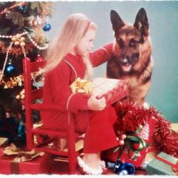 Carte Postale Berger Allemand 58