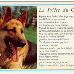 Carte Postale Berger Allemand 59