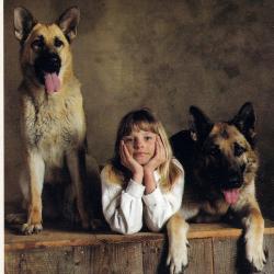 Carte Postale Berger Allemand 5