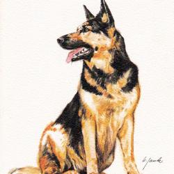 Carte Postale Berger Allemand 67