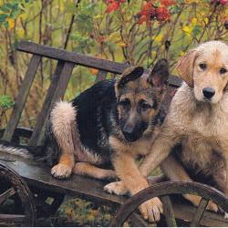 Carte Postale Berger Allemand 69