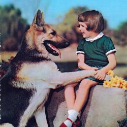 Carte Postale Berger Allemand 6