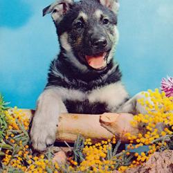 Carte Postale Berger Allemand 71