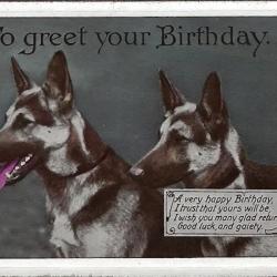 Carte Postale Berger Allemand 73