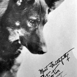 Carte Postale Berger Allemand 75