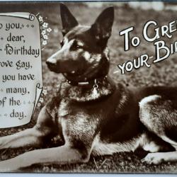 Carte Postale Berger Allemand 76