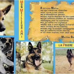 Carte Postale Berger Allemand 77